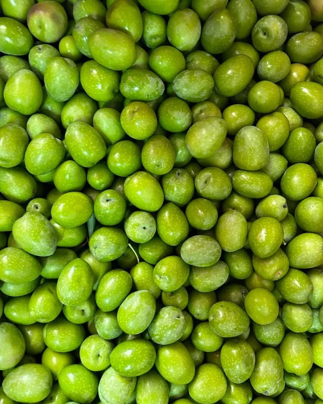 Olive verdi appena raccolte, pronte per la lavorazione