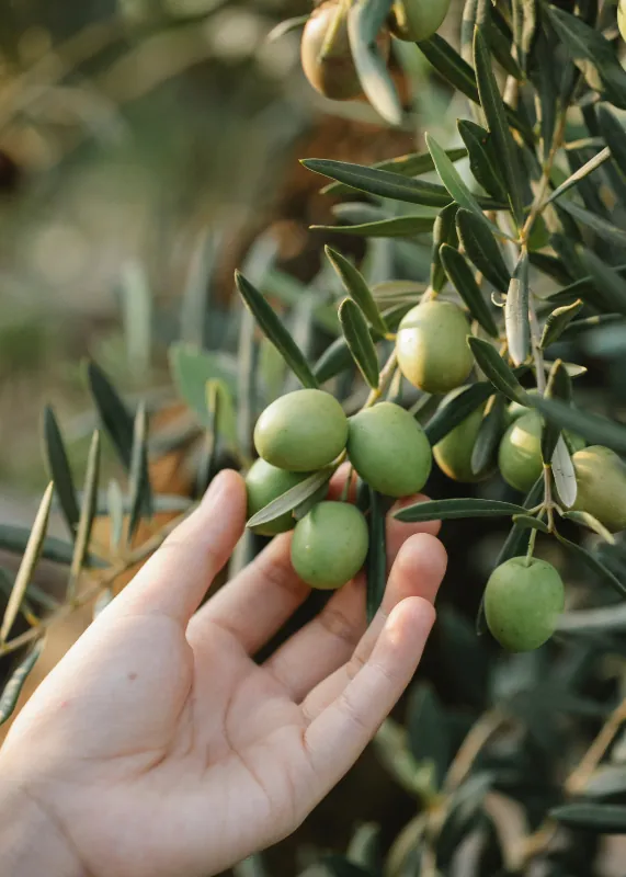 Una mano tra i rami e le olive dell’ulivo